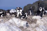 African Penguin colony