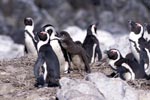 African Penguin penguin colony