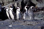 African Penguin colony