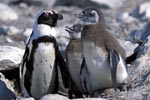 Adult and juvenile African penguins