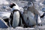 African Penguin adult and juveniles