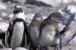 African Penguin with juveniles
