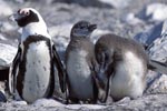 African Penguin Chicks with parent