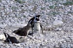 African Penguin penguin family