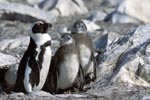 African Penguin family