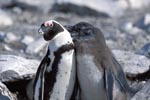 African Penguin penguin family