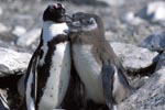 African Penguin with young penguins
