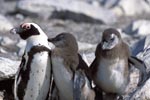 African Penguin family