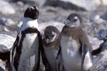 Adult and two juvenile African penguins