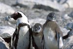 African Penguin with two juveniles