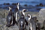 African Penguins on rocky ground