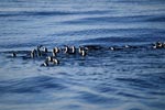 African Penguins return from the Sea