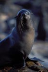 South African Fur Seal or Cape Fur Seal