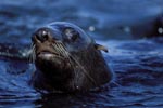 Fur Seal on Geyser Rock