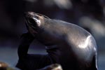 Fur Seal on Geyser Rock
