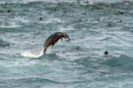 Jumping fur seal