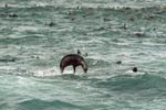 Jumping fur seal in the swell