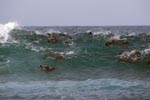 South African fur seals in their element