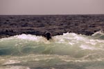 Fur Seal in the surf