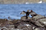 African black Oystercatcher and Bank cormorant