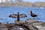 African black Oystercatcher and Bank cormorant