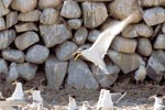 Swift tern before the stone wall