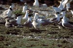 Swift tern colony