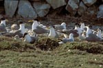 Swift tern colony