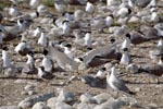 Concentration of Swift terns