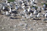 Swift terns on Dyer Island