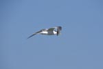 Swift tern on cloudless sky