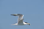 Swift tern returns with prey