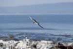 Swift tern returns back to the island
