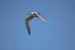 Flying Swift tern with fish