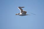 Flying Swift tern with prey