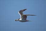 Swift tern with prey