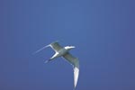 Flying Swift tern in the blue sky