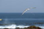 Swift tern move onto the sea