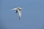 Swift tern above the sea