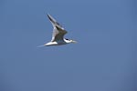 Swift tern in flight