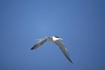 Swift tern returns to Dyer Island