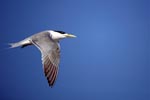 Flying Swift tern
