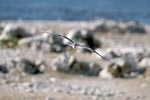 Swift tern flies over the island