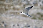 Flying Swift tern Dyer Island