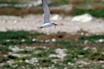 Swift tern with fish prey