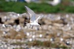 Swift tern lands