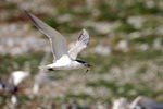 Flying Swift tern with fish prey 