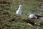 Hartlaub´s gull with two young birds