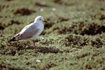 Hartlaub´s gull on plant carpet