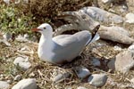 Hartlaub´s gull Gull in the nest
